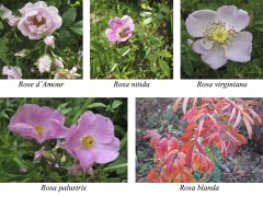 Nachrchten aus dem Rosengarten