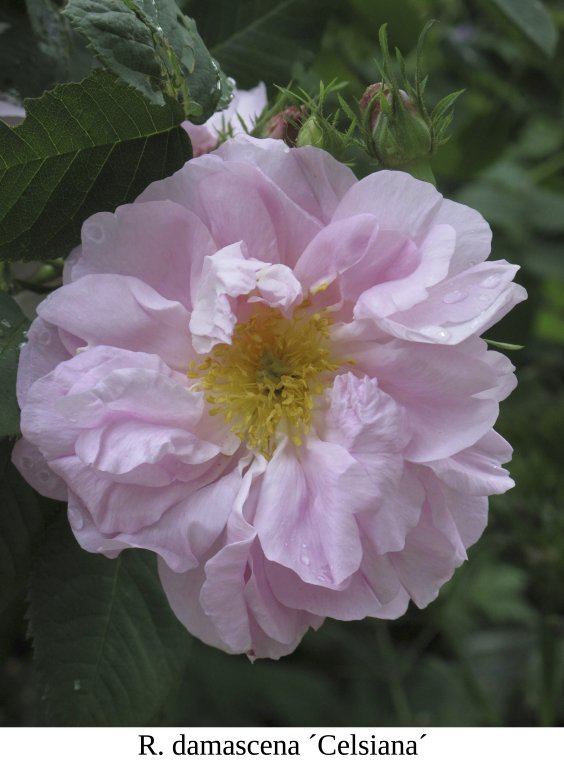 Rosengarten Juni
