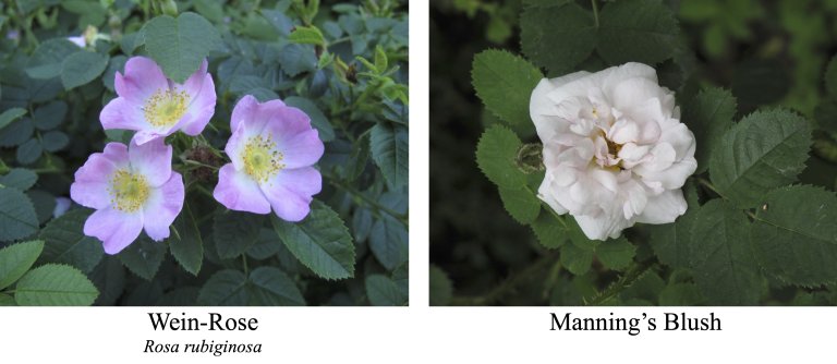Nachrichten aus dem Rosengarten