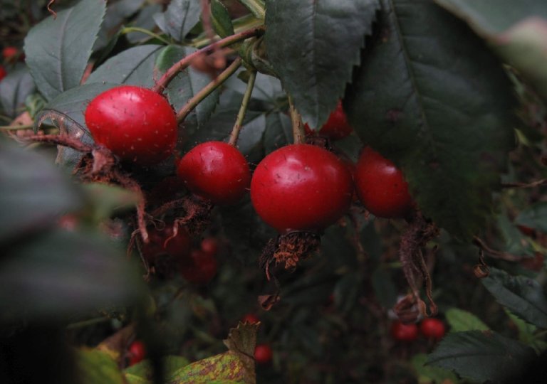 Neues aus dem Rosengarten im November 2025