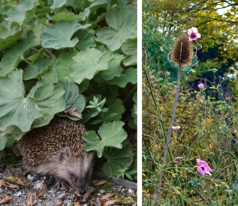 Neues aus dem Rosengarten im November 2025