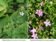 Neues aus dem Rosengarten im August