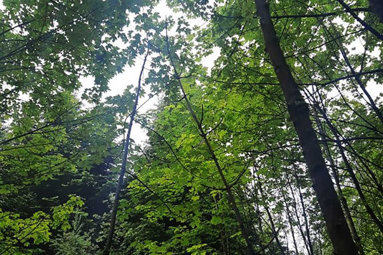 Waldberatung