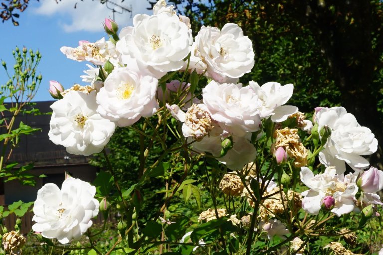 Rosengarten im September