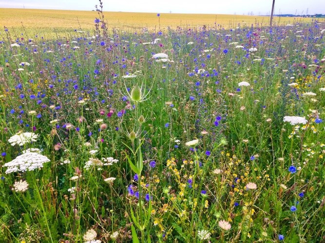 Stephanskirchen blüht und summt - Abgabe eines Saatgutes „Schmetterlings- und Wildbienensaum“