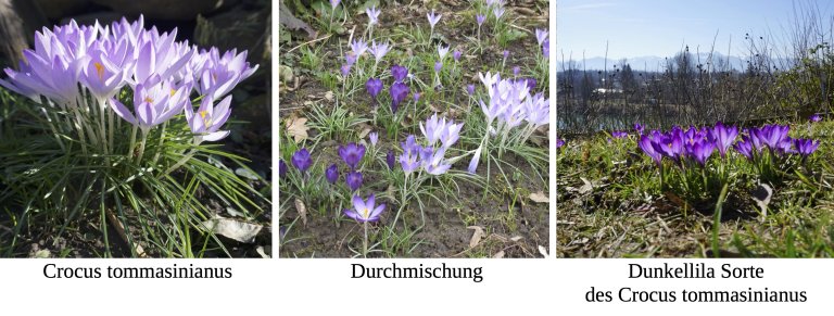 GKI_Wildkrokusse im Rosengarten