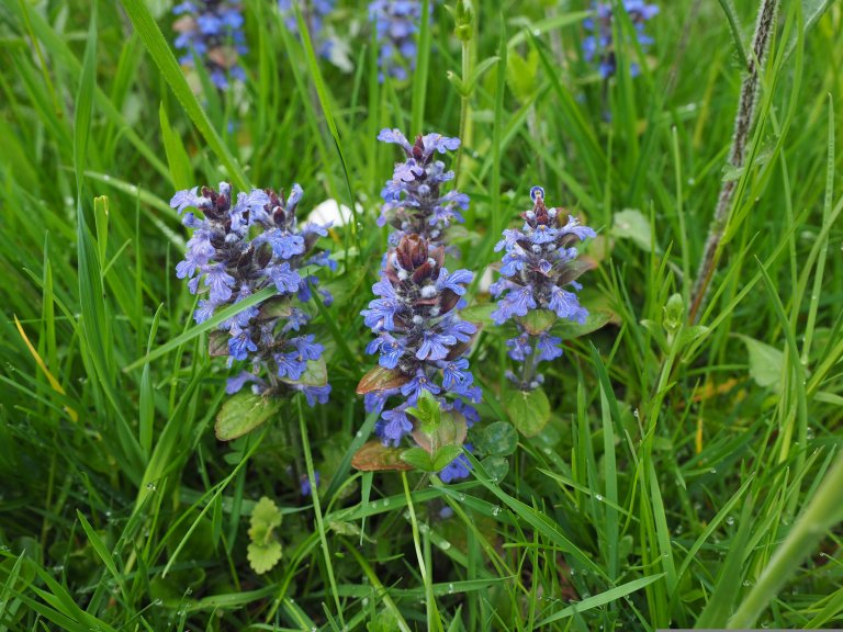 Naturgartenberatung