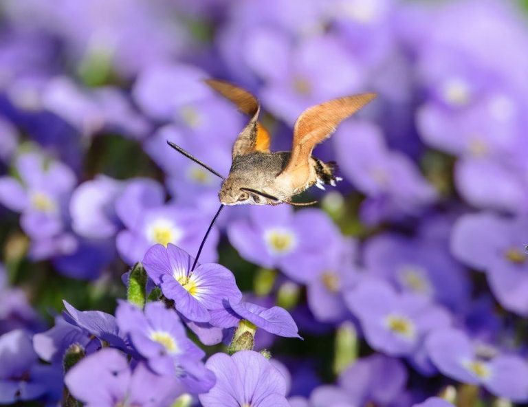 Kostenlose Gartenberatung