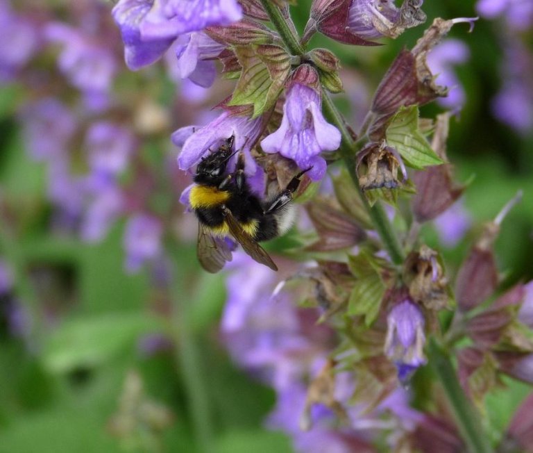 Kostenlose Gartenberatung