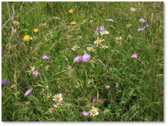 Blühflächenkonzept