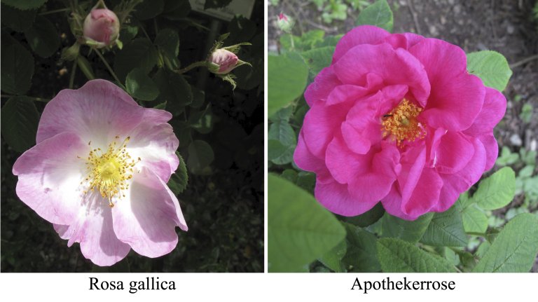 Nachrichten aus dem Rosengarten im März