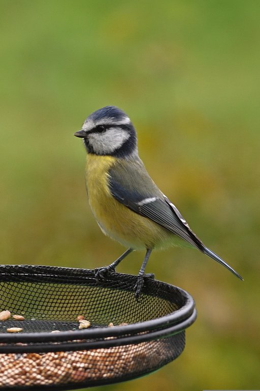 Gartenvögel richtig füttern
